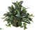 Zebra, Dieffenbachia, Pothos - Green - Pack of 2