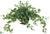 Mini Ivy - Green - Pack of 1