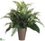 Aglaonema, Fern, Grass - Green Variegated - Pack of 1