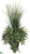 Grass, Fern, Nephthytis - Green - Pack of 1