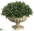 Boxwood Dome - Green - Pack of 1