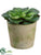 Echeveria - Green - Pack of 2