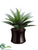 Agave - Green - Pack of 1