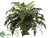 Fern - Green - Pack of 1