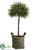 Rosemary Topiary Single Ball - Green - Pack of 1