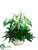 Caladium, Philodendron, Fern - Green - Pack of 1