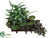 Peacock Plant, Potato Vine - Green Burgundy - Pack of 1