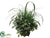 Fittonia, Grass, Twig - Green - Pack of 1