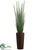 Snake Plant - Green - Pack of 1