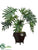 Selloum Philodendron Plant - Green - Pack of 1