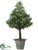 Boxwood Cone Topiary - Green - Pack of 1