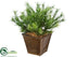 Silk Plants Direct Sprengeri Grass - - Pack of 1