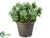 Succulent Grass - - Pack of 1