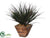 Vanilla Grass - - Pack of 1