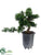 Cedar Bonsai - Green - Pack of 1