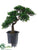 Tea Leaf Bonsai - Green - Pack of 1