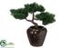 Silk Plants Direct Cedar Bonsai Tree - Green - Pack of 1