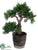 Cedar Bonsai Tree - Green - Pack of 1