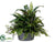 Dracaena, Fern, Ivy - Green - Pack of 1