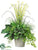 Bells of Ireland, Grass, Fern, Ivy - Green - Pack of 1