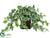 Ivy - Variegated - Pack of 2