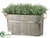 Rosemary - Green - Pack of 1