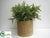 Rabbit Fern - Green - Pack of 1