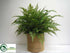 Silk Plants Direct Forest Fern - Green - Pack of 1