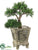 Cedar Bonsai Tree - Green - Pack of 1