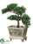 Tea Leaf Bonsai - Green - Pack of 1