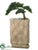 Cedar Bonsai - Green - Pack of 1