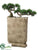 Trailing Cedar Bonsai - Green - Pack of 1