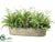 Boston Fern, Lace Fern, Ivy - Green - Pack of 1