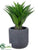 Agave Plant - Green - Pack of 1