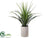 Dracaena - Green - Pack of 1