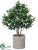 Skiba Tree - Green - Pack of 1