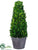 Preserved Boxwood Cone Topiary - Green - Pack of 1