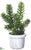 Senecio - Green - Pack of 1