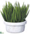 Senecio - Green - Pack of 1