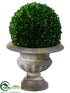 Silk Plants Direct Preserved Boxwood Ball Topiary - Green - Pack of 1