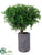 Button Leaf Tree - Green - Pack of 1