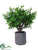 Button Leaf Tree - Green - Pack of 1