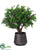 Button Leaf Tree - Green - Pack of 1