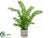 Ruffle Fern - Green - Pack of 1