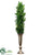 Boxwood - Green - Pack of 1