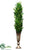 Boxwood - Green - Pack of 1