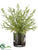 Rosemary - Green - Pack of 1