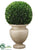 Preserved Boxwood Ball - Green - Pack of 1