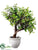 Button Leaf Tree - Green - Pack of 1