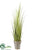 Reed Grass - Green - Pack of 1